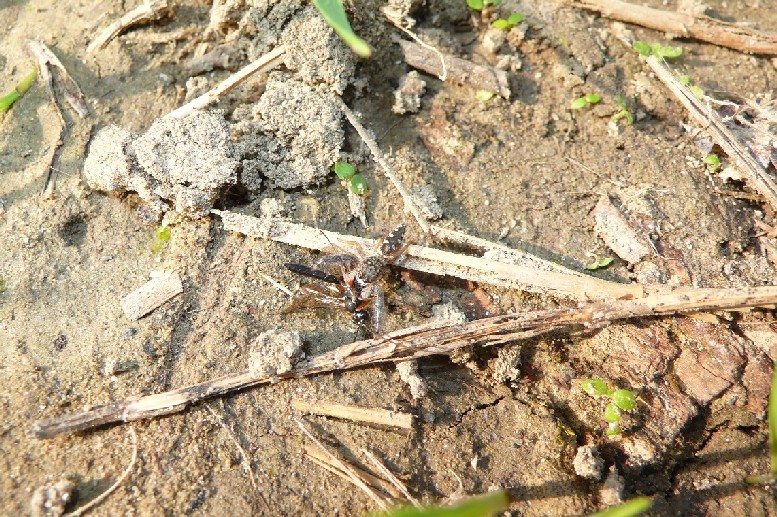 Mendoza canestrinii